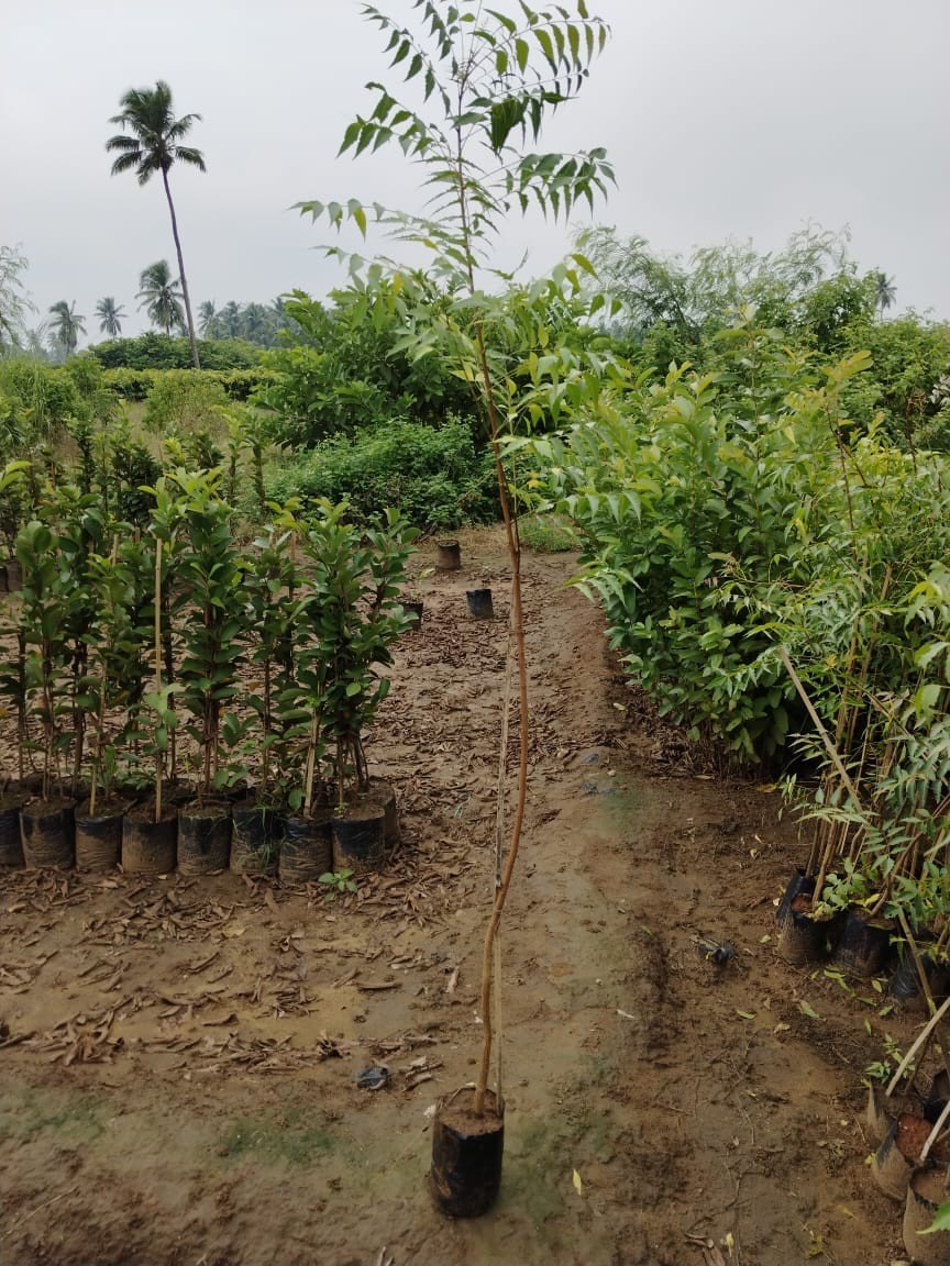 Neem Plant (3-4 ft) Plants — Neem sapling available at Agro Nursery Garden